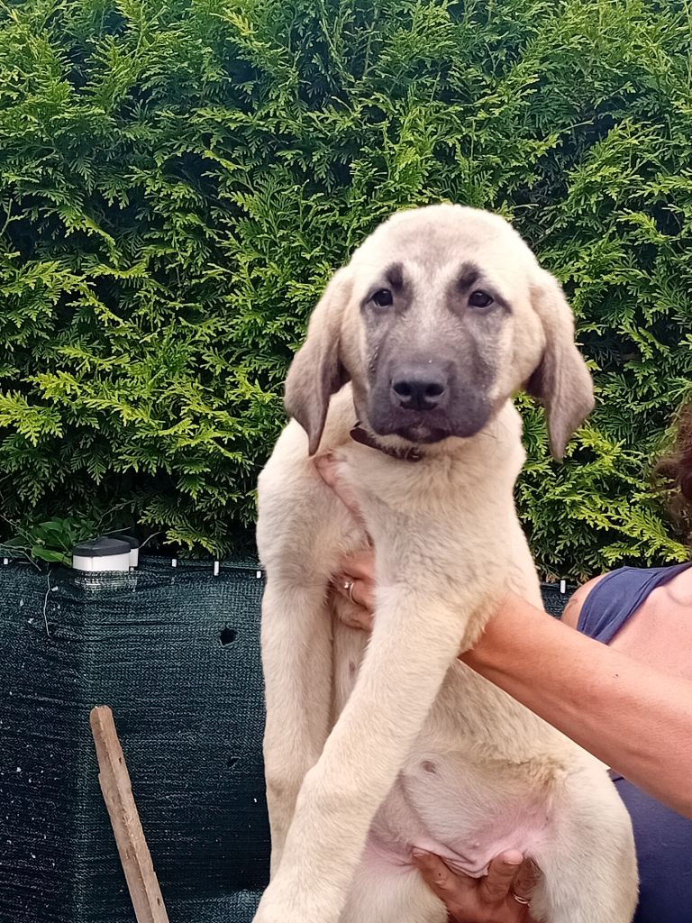 Du Domaine Des Deux Collines - Chiots disponibles - Berger Kangal