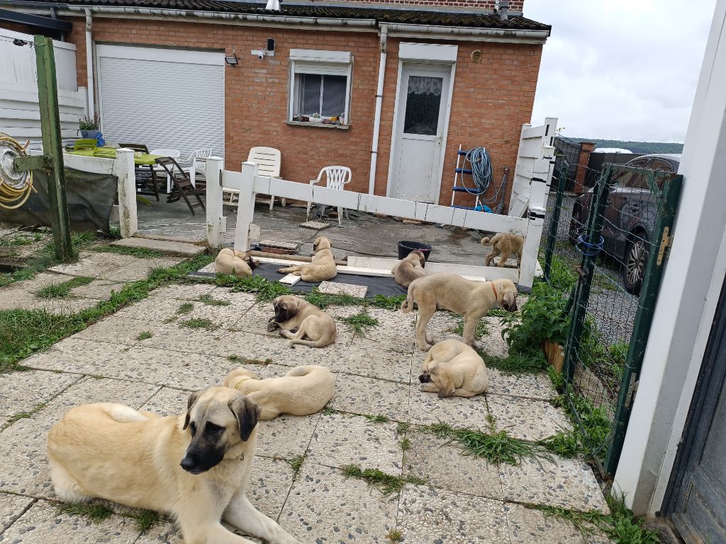 Du Domaine Des Deux Collines - Berger Kangal - Portée née le 14/04/2025