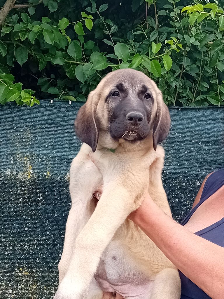 Du Domaine Des Deux Collines - Chiots disponibles - Berger Kangal