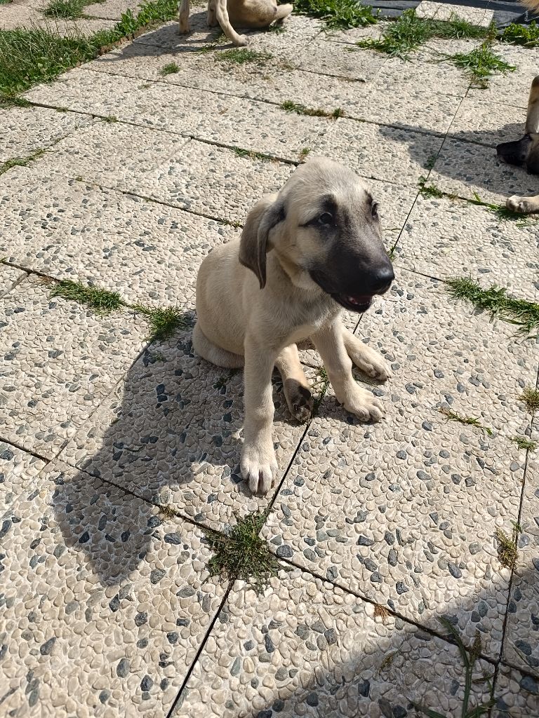 Du Domaine Des Deux Collines - Chiots disponibles - Berger Kangal