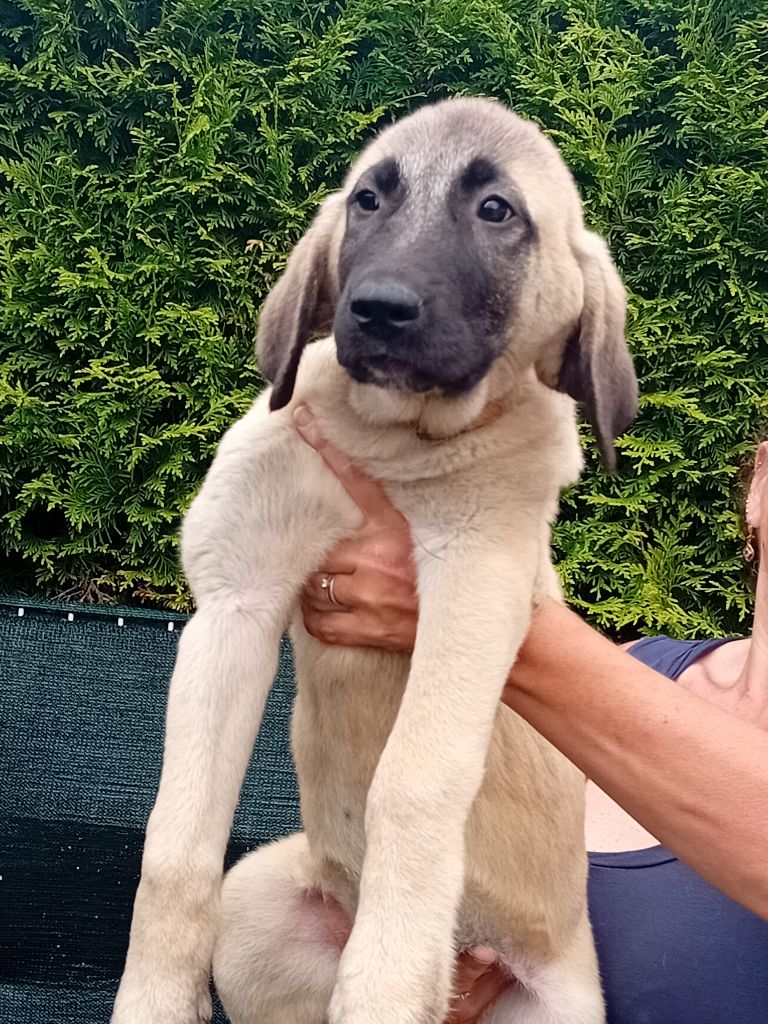 Du Domaine Des Deux Collines - Chiots disponibles - Berger Kangal
