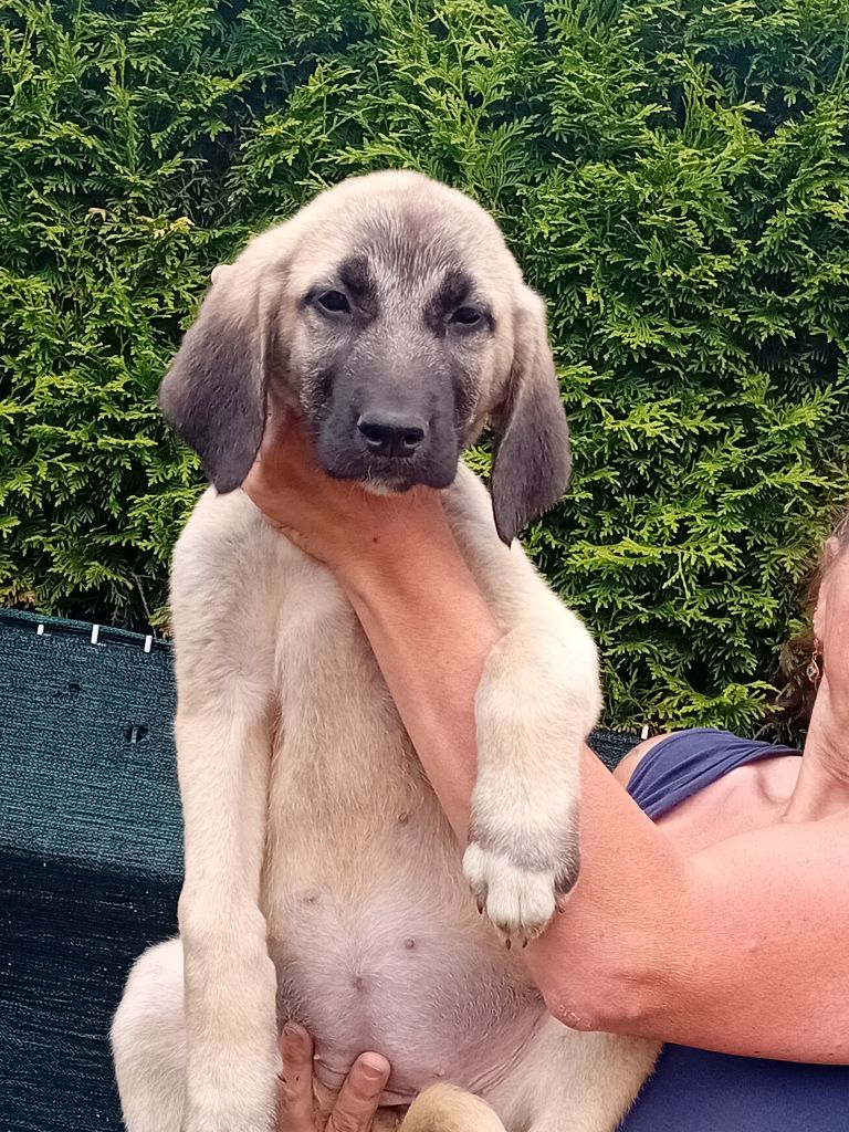 Du Domaine Des Deux Collines - Chiots disponibles - Berger Kangal