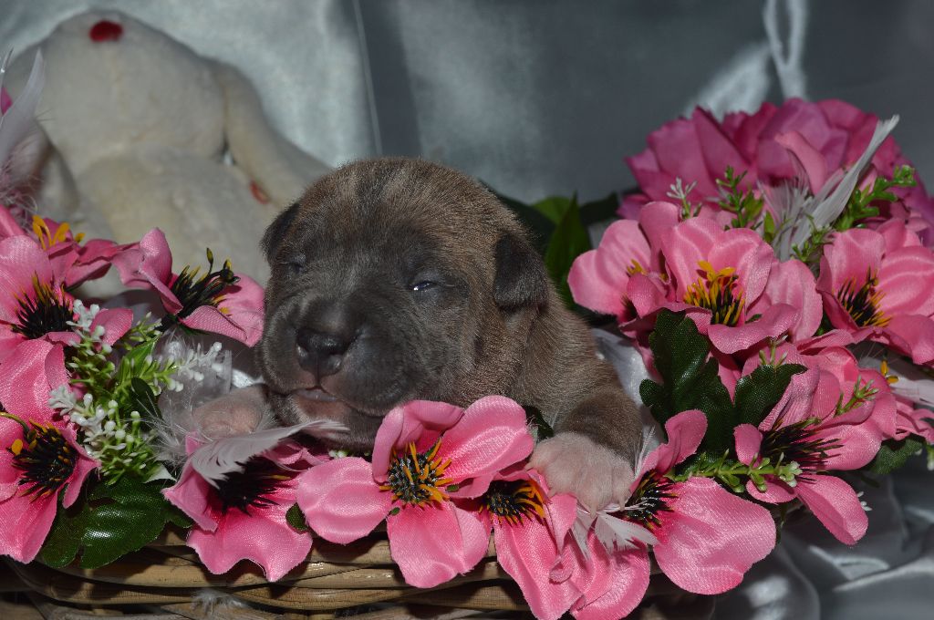 Du Domaine Des Deux Collines - Chiots disponibles - American Staffordshire Terrier