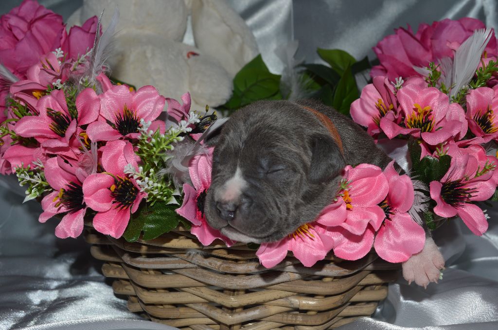 Du Domaine Des Deux Collines - Chiots disponibles - American Staffordshire Terrier